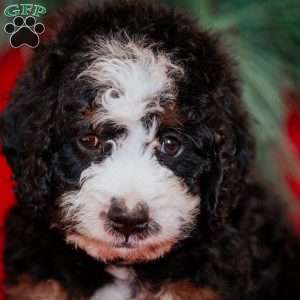 Barry, Mini Bernedoodle Puppy